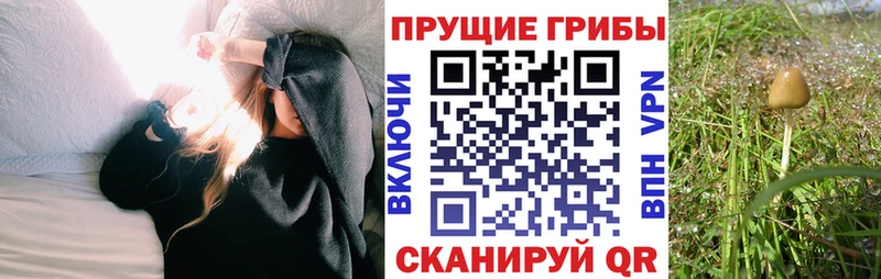 Псилоцибиновые грибы прущие грибы  omg как войти  Бугуруслан 